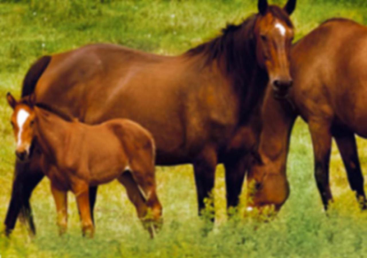 Gite Les Aubues Lormes Bagian luar foto